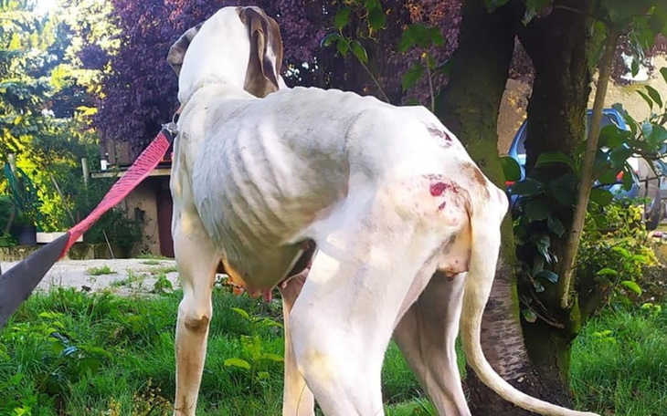 Zbiórka Mirki 16dni szaleńczej tułaczki - zdjęcie główne