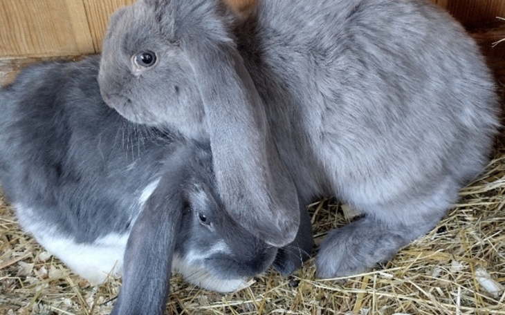 Zbiórka Kupno króliczków - zdjęcie główne