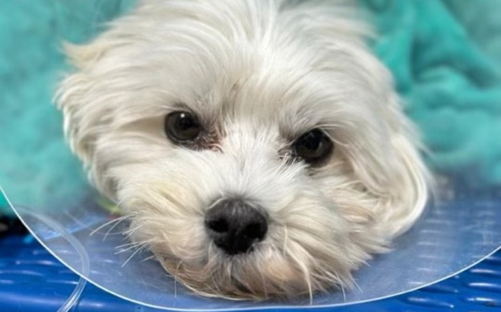 Zbiórka Ratujmy życie Lamba ZWO - zdjęcie główne