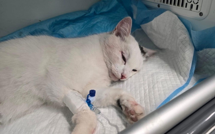 Zbiórka Pilne Ratujemy po wypadku - zdjęcie główne