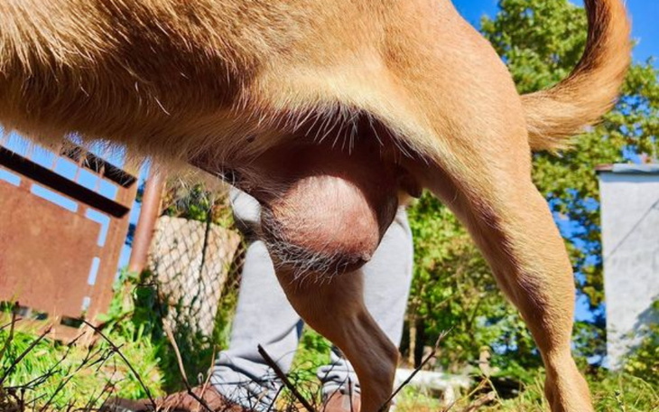 Pies z dużym guzem na brzuchu, na tle zieleni.