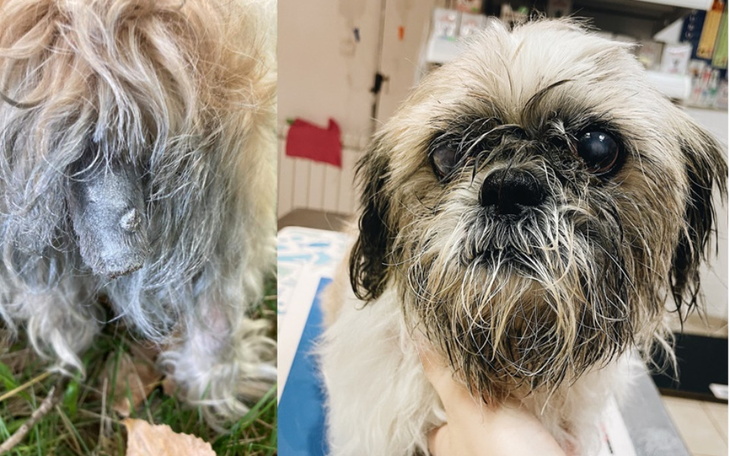 Zbiórka Ślepy shih tzu z odciętym ogonem - zdjęcie główne