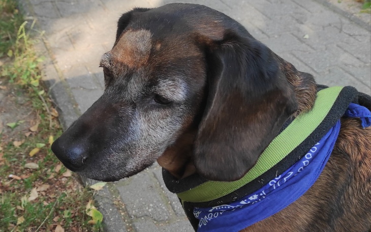 Zbiórka Leczenie nowotworu u Kropki - zdjęcie główne