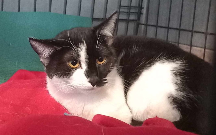 Kot leżący na czerwonym materiale w klatce.