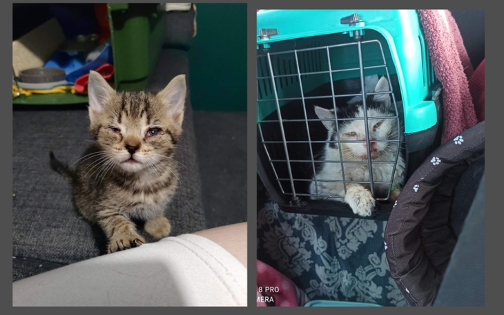 Zbiórka kocięta z wrzodami rogówki - zdjęcie główne