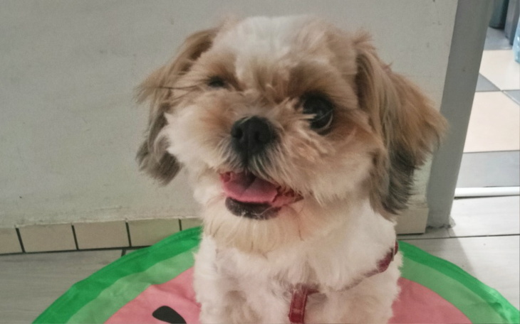 Zbiórka Ratujmy Pchełkę - zdjęcie główne