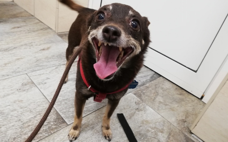 Zbiórka Karma dla szczerbatej Majeczki - zdjęcie główne