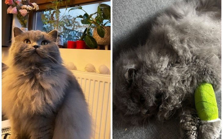 Szary kot z długim futrem, siedzi i odpoczywa.