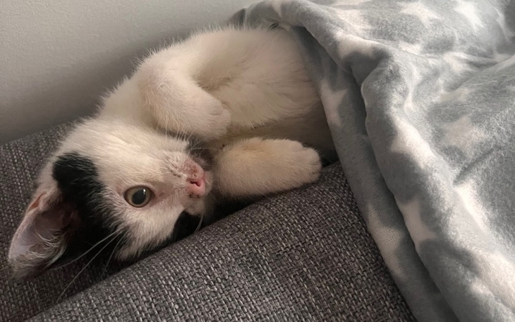 Zbiórka Podaruj Flavio długie życie - zdjęcie główne