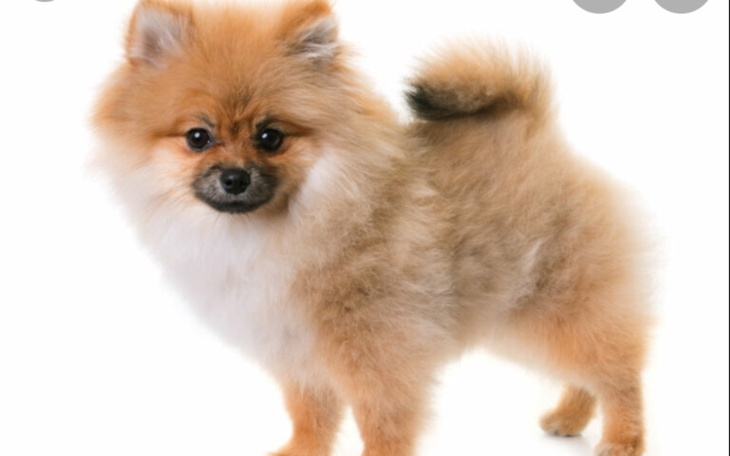 Zbiórka Zbieram na psa pomeraniana - zdjęcie główne