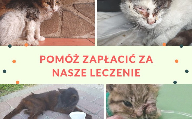 Zbiórka Gromadka kocich nieszczęść - zdjęcie główne