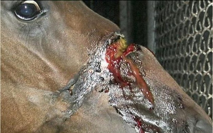 Zbiórka Operacja klaczy - zdjęcie główne