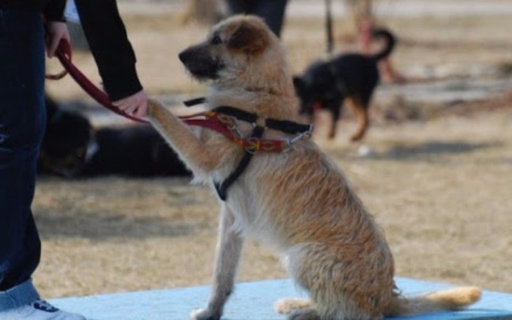 Zbiórka Schronisko w Katowicach - zdjęcie główne