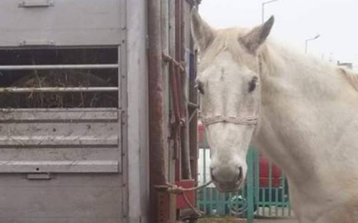 Zbiórka Preparat dla staruszków - zdjęcie główne