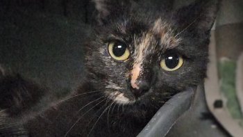 Zbiórka Fraczeska- zbiórka na minimum - miniaturka zdjęcia