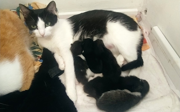 Zbiórka Dla kociej mamy i 5 kociąt - zdjęcie główne