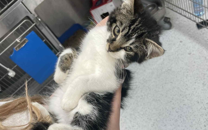 Kotek trzymany na rękach, z ciekawskim spojrzeniem.