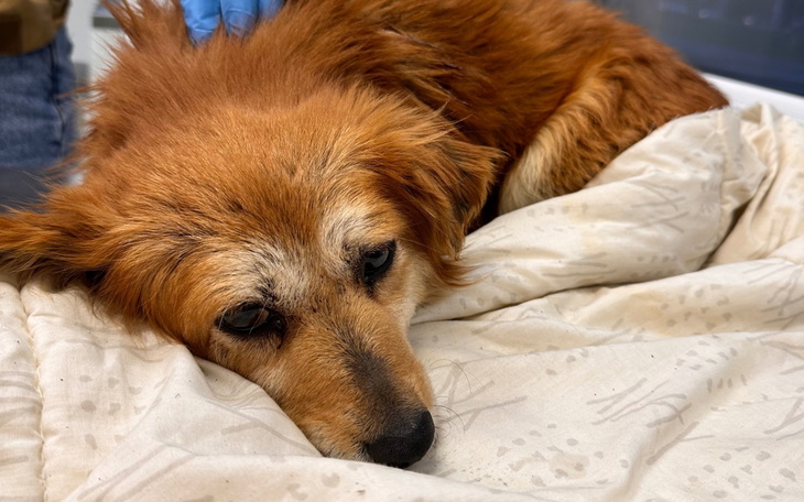 Chory pies leżący na kocu, potrzebujący pomocy.