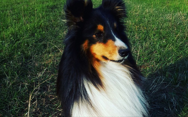 Zbiórka Hemodializa Fokusa - zdjęcie główne