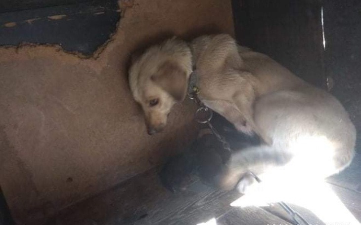 Zbiórka Zwierzęta bez pomocy - zdjęcie główne