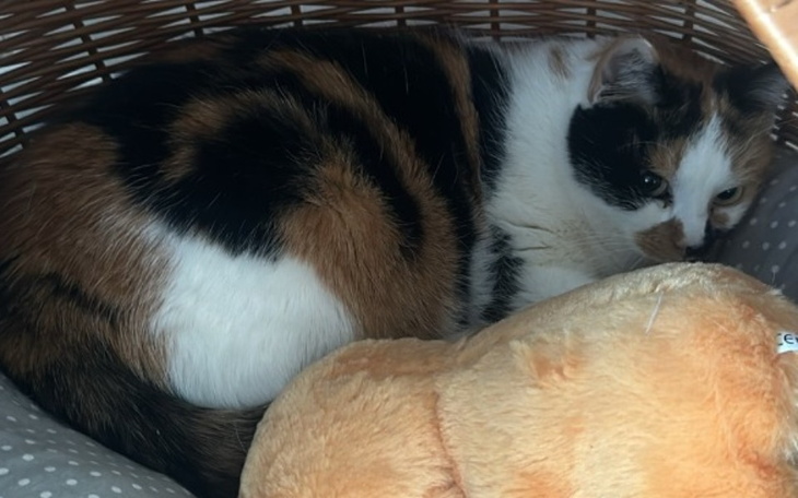 Zbiórka Walka o życie Kiciuli - zdjęcie główne