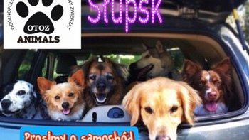 Zbiórka Ambulans ratujący życia zwierząt - miniaturka zdjęcia