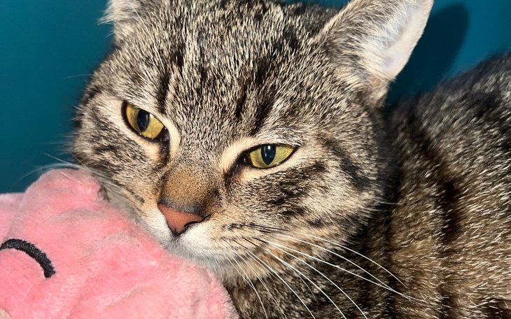 Zbiórka Walka o życie dla Lusi - zdjęcie główne