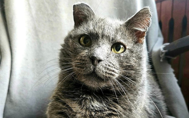 Zbiórka Zęby Puddinga - zdjęcie główne