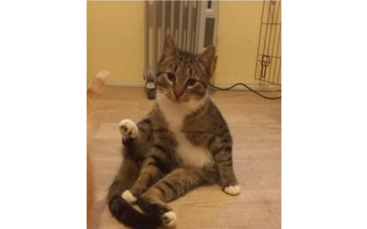 Kot siedzi na podłodze, z uniesioną przednią łapą.