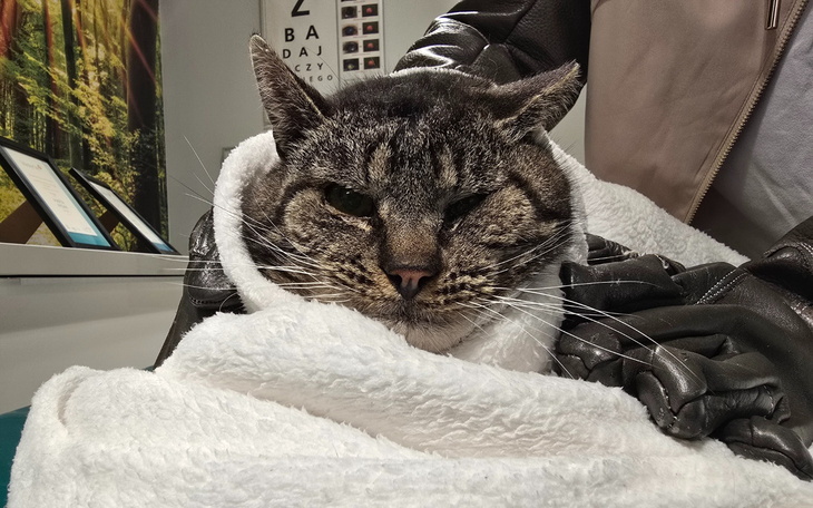 Kot owinięty w biały ręcznik, wygląda na zrelaksowanego.