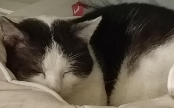 Kot śpiący na poduszce, zrelaksowany i spokojny.