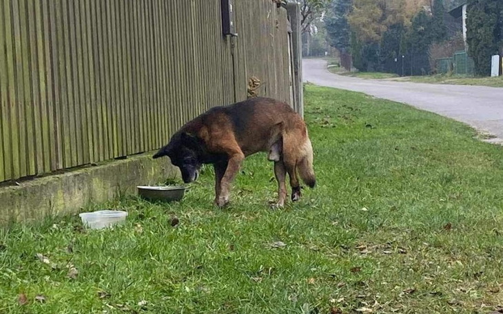 Zbiórka Nikt nie da złotówki na tego psa - zdjęcie główne