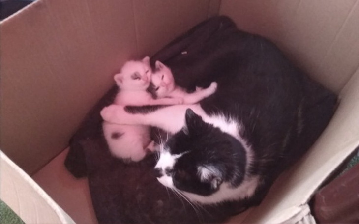 Zbiórka Pomoc bezdomnym  zwierzętom - zdjęcie główne