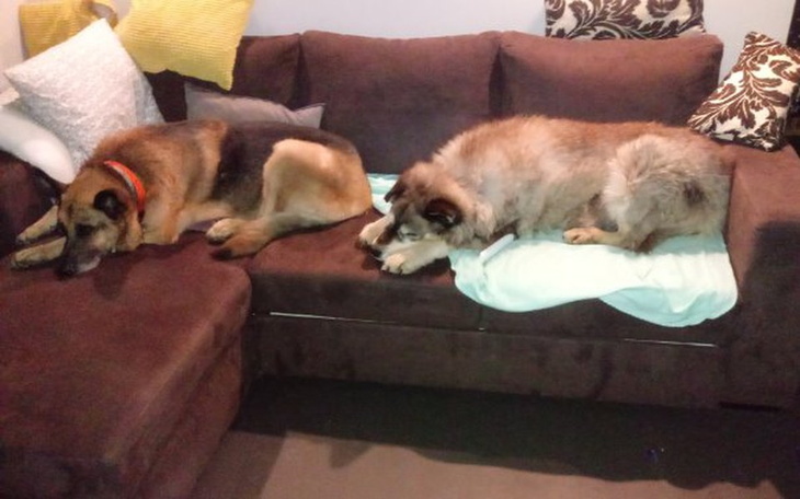 Zbiórka Ratowanie Luka, Bazyla i Dragona - zdjęcie główne