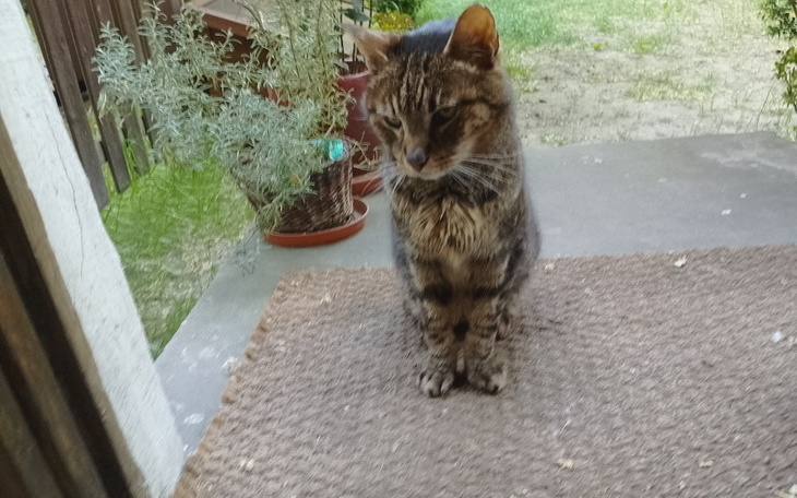 Zbiórka Ratunek dla Kici - zdjęcie główne