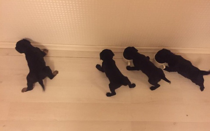 Zbiórka Szczeniakowe zastrzyki - zdjęcie główne