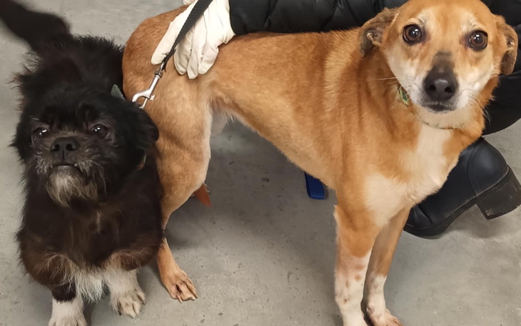 Dwa psy stoją obok siebie, jeden czarny, drugi brązowy.