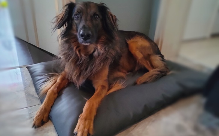 Zbiórka Operacja łapy dla Ziutka - zdjęcie główne