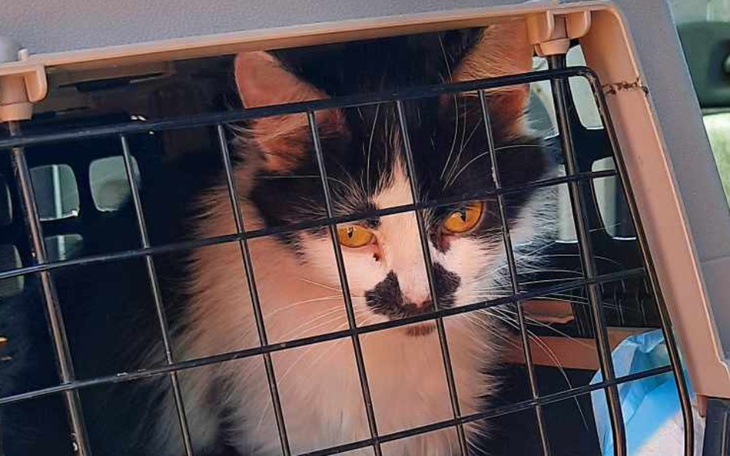 Zbiórka Kastracja koteczki Pomocy - zdjęcie główne