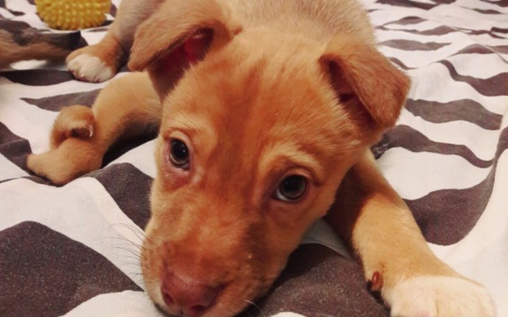 Zbiórka OKALECZONE psie dziecko - zdjęcie główne