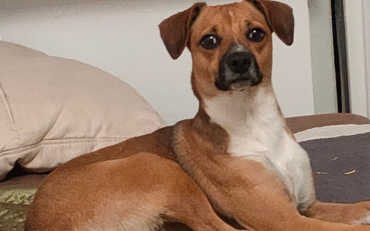 Pies leżący na łóżku, patrzący w obiektyw.