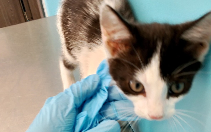 Zbiórka Bezdomny Gacuś - zdjęcie główne