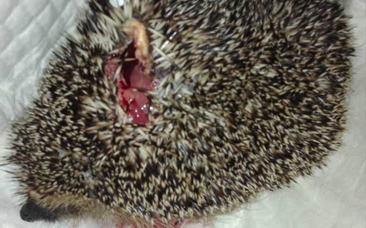 Zbiórka JEŻE bez leczenia są bez szans! - zdjęcie główne