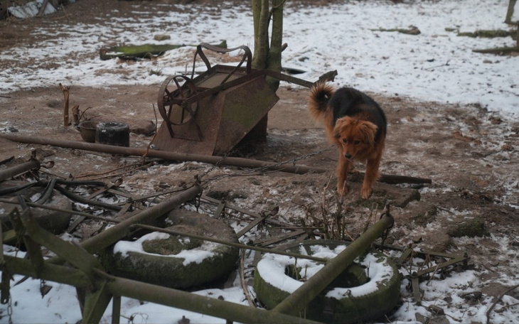 Pies na podwórku w zimowej scenerii.