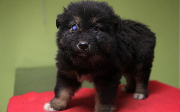 Zbiórka Piro z bagien, ratujemy życie!!! - zdjęcie główne