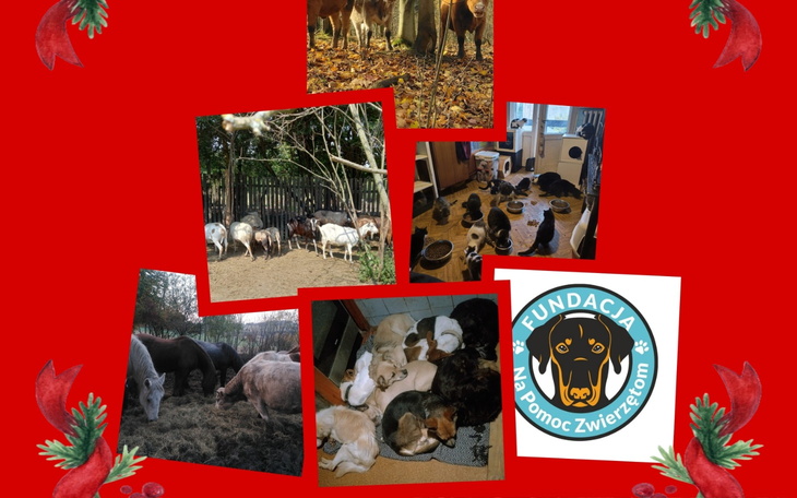 Zwierzęta w schronisku, otoczone miłością i opieką.