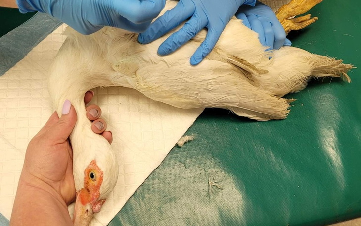 Zbiórka Zupy nie będzieKwak na gigancie - zdjęcie główne