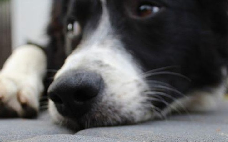 Zbiórka Na border collie - zdjęcie główne