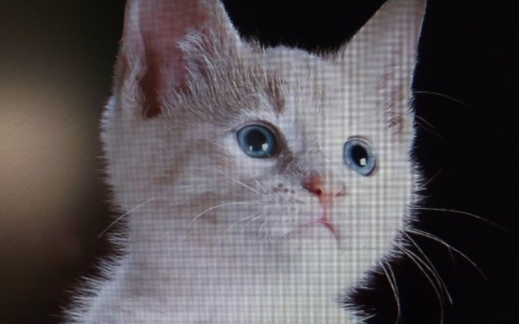 Zbiórka Powrót dzieci do mamy - zdjęcie główne