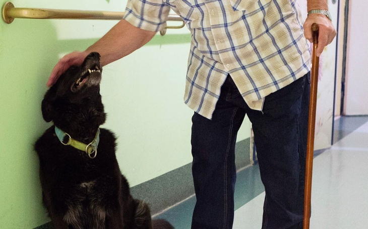 Zbiórka Operacja Luny, czyli druga łapka - zdjęcie główne